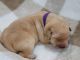 Labrador Retriever Puppies for sale in Lotze Creek Rd, Washington 99114, USA. price: NA