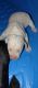 Labrador Retriever Puppies for sale in Forest, OH 45843, USA. price: NA