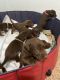 Labrador Retriever Puppies for sale in Pueblo, CO, USA. price: NA