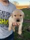 Labrador Retriever Puppies for sale in Brunswick, MO 65236, USA. price: $600