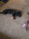 Labrador Retriever Puppies for sale in Virginia Beach, VA, USA. price: $800