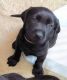 Labrador Retriever Puppies for sale in Gretna, NE 68028, USA. price: $1,200