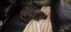 Labrador Retriever Puppies for sale in Lagrangeville, NY 12540, USA. price: $3,500