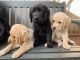 Labrador Retriever Puppies for sale in Chicago, IL, USA. price: $1,500