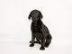Labrador Retriever Puppies for sale in Virginia Beach, VA, USA. price: $600