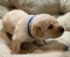 Labrador Retriever Puppies for sale in Lotze Creek Rd, Washington 99114, USA. price: $1,200