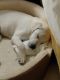 Labrador Retriever Puppies for sale in Kissimmee, FL, USA. price: $560