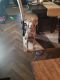 Labrador Retriever Puppies for sale in Milwaukee, WI, USA. price: $1,000