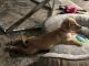 Labrador Retriever Puppies for sale in Temple City, CA, USA. price: NA