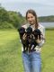 Labrador Retriever Puppies for sale in 7783 FM415, Timpson, TX 75975, USA. price: $600