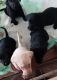 Labrador Retriever Puppies for sale in Sunbury, PA 17801, USA. price: $500