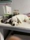 Labrador Retriever Puppies for sale in Honolulu, HI, USA. price: $2,000