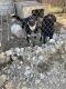 Labrador Retriever Puppies for sale in Piru, CA 93040, USA. price: NA