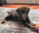 Labrador Retriever Puppies for sale in Suffolk, VA, USA. price: NA