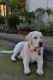 Labrador Retriever Puppies for sale in New York Ave, Wasaga Beach, ON L9Z 3A8, Canada. price: NA