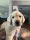 Labrador Retriever Puppies for sale in Mulberry, FL, USA. price: $800