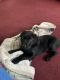 Labrador Retriever Puppies for sale in Shady Side, MD, USA. price: NA
