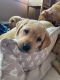 Labrador Retriever Puppies for sale in Annandale, MN 55302, USA. price: $1,200