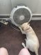 Labrador Retriever Puppies for sale in Somerdale, NJ, USA. price: $1,500