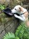 Labrador Retriever Puppies for sale in McMinnville, TN 37110, USA. price: $150