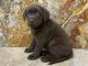 Labrador Retriever Puppies for sale in Hallandale Beach, FL 33009, USA. price: NA