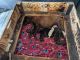 Labrador Retriever Puppies for sale in Sahuarita, AZ 85629, USA. price: NA