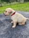 Labrador Retriever Puppies for sale in Lovelady, TX 75851, USA. price: $1,000