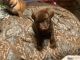 Labrador Retriever Puppies for sale in Orange, TX, USA. price: NA