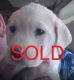 Labrador Retriever Puppies for sale in Newberry Springs, CA 92365, USA. price: NA