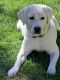 Labrador Retriever Puppies for sale in Las Vegas, NV, USA. price: $3,500