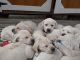 Labrador Retriever Puppies for sale in Zimmerman, MN 55398, USA. price: $800