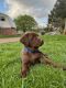 Labrador Retriever Puppies for sale in Pittsburgh, PA, USA. price: $1,500