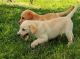 Labrador Retriever Puppies for sale in Toledo, OH, USA. price: $600