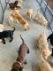 Labrador Retriever Puppies for sale in Palm Bay, FL, USA. price: $750