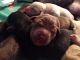 Labrador Retriever Puppies for sale in Rock Hill, SC 29732, USA. price: $1,000