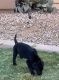 Labrador Retriever Puppies for sale in Goodyear, AZ, USA. price: NA