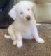 Labrador Retriever Puppies for sale in Oak Lawn, IL 60453, USA. price: $900