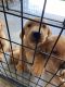 Labrador Retriever Puppies for sale in Wilmington, OH 45177, USA. price: $1,200