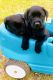 Labrador Retriever Puppies for sale in Mitchell, GA 30820, USA. price: NA
