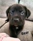 Labrador Retriever Puppies for sale in Kansas City, MO, USA. price: NA