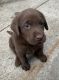 Labrador Retriever Puppies for sale in Omaha, NE, USA. price: $1,200