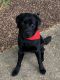 Labrador Retriever Puppies for sale in Robbinsville Twp, NJ, USA. price: NA