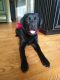 Labrador Retriever Puppies for sale in Robbinsville Twp, NJ, USA. price: NA