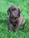 Labrador Retriever Puppies for sale in Pittsburgh, PA, USA. price: $1,500