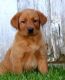 Labrador Retriever Puppies for sale in Seattle, WA 98146, USA. price: NA