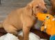 Labrador Retriever Puppies for sale in Cypress, CA, USA. price: NA
