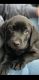 Labrador Retriever Puppies for sale in Western, NE 68464, USA. price: NA