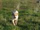 Labrador Retriever Puppies for sale in Anacortes, WA 98221, USA. price: NA