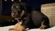 Labrador Retriever Puppies for sale in Vista, CA, USA. price: NA