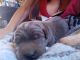 Labrador Retriever Puppies for sale in Joshua Tree, CA 92252, USA. price: NA